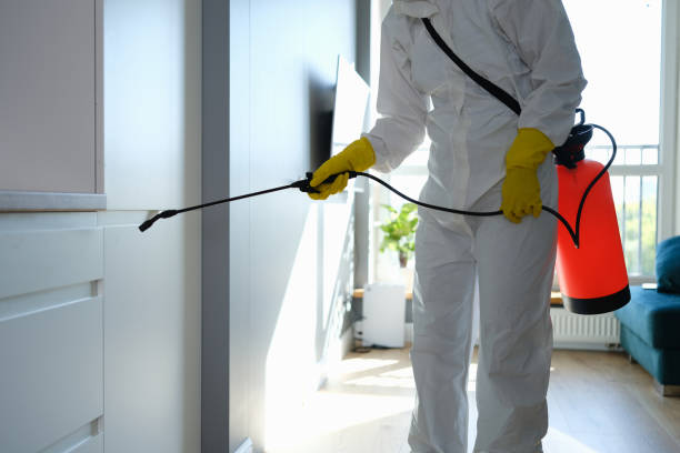 Best Attic Mold Removal  in Rpinteria, CA