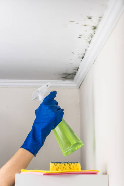 Best Certified Mold Removal  in Rpinteria, CA
